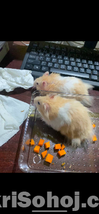 Hamsters